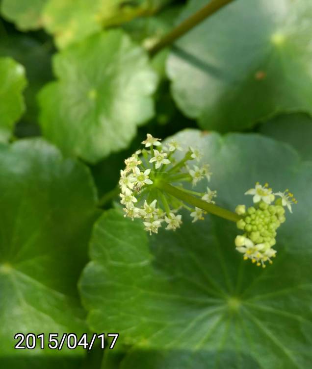 銅錢草(圓幣草.香菇草、荷葉草)、Hydrocotyle umbellata, manyflower marsh pennywort, dollarweed